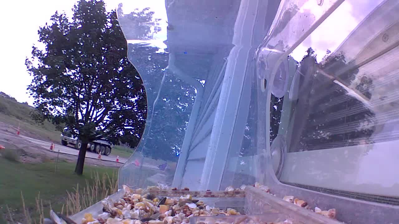 Latest bird feeder camera image from Green Bay Weather Cam