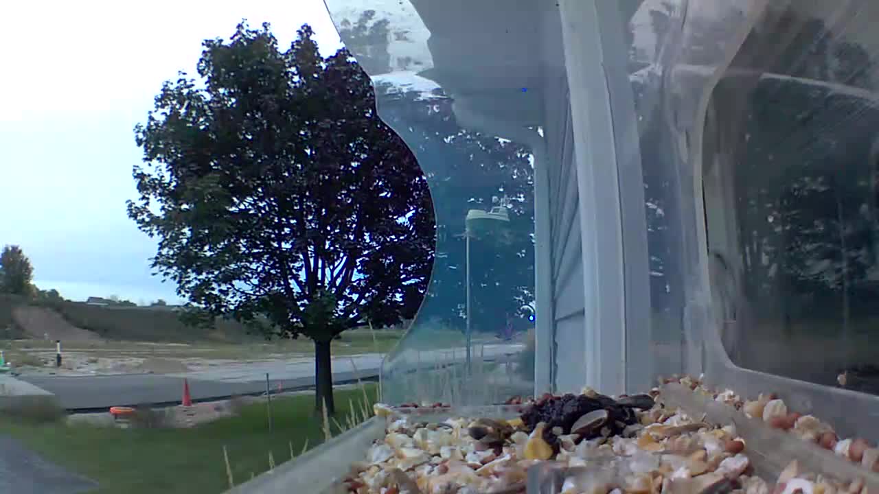 Latest bird feeder camera image from Green Bay Weather Cam