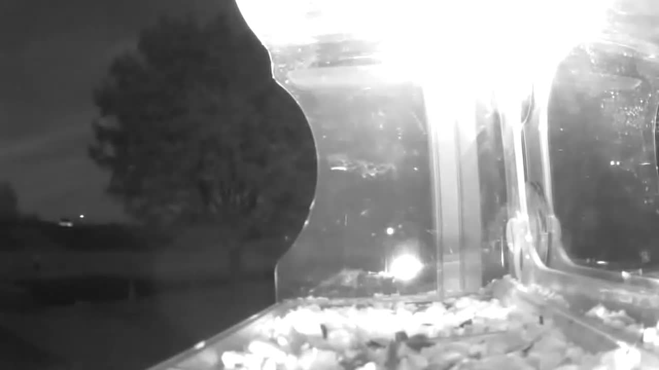 Latest bird feeder camera image from Green Bay Weather Cam