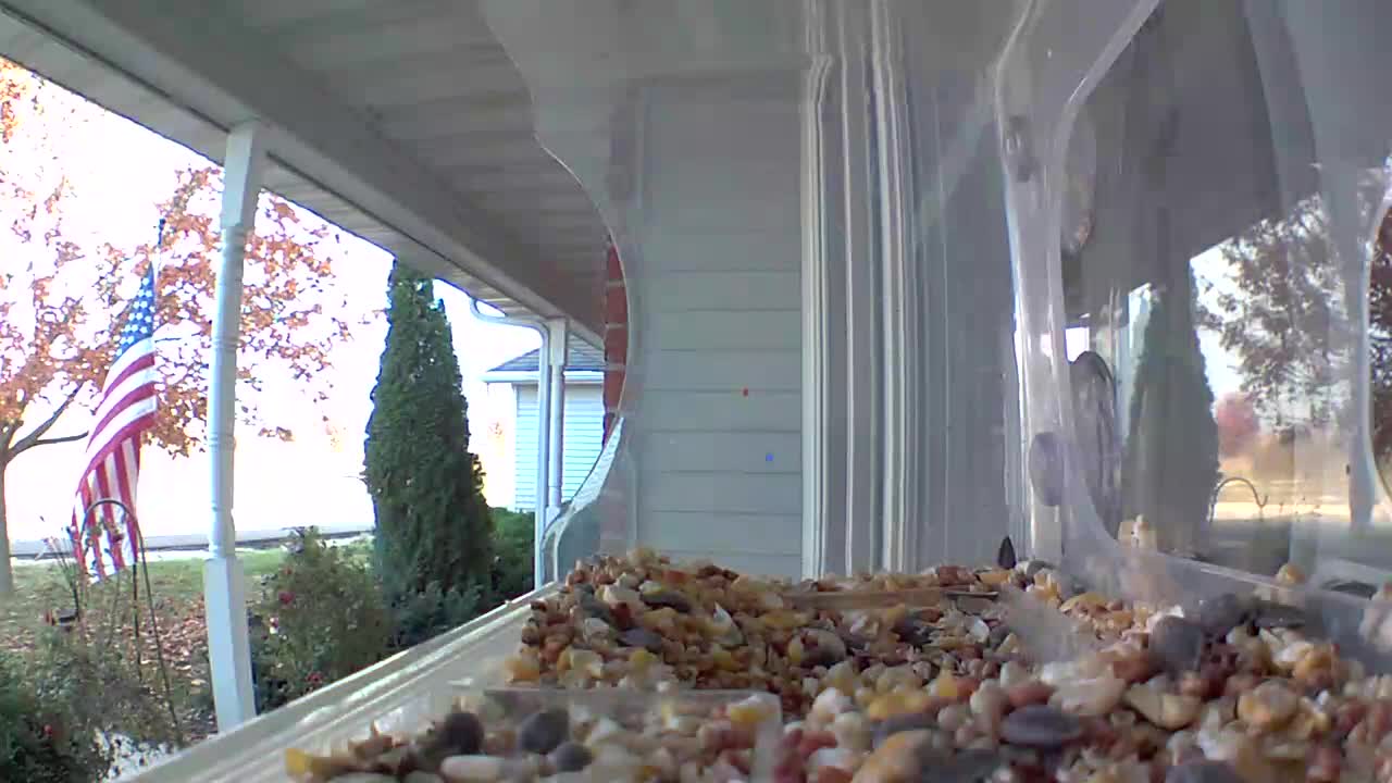 Latest bird feeder camera image from Green Bay Weather Cam